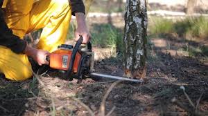 How Our Tree Care Process Works  in  Lake Worth, TX